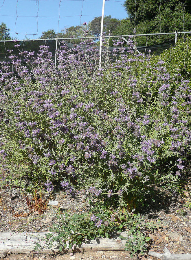 Salvia 'Allen Chickering' - Allen Chickering Sage (Plant)