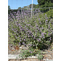 Salvia 'Allen Chickering' - Allen Chickering Sage (Plant)
