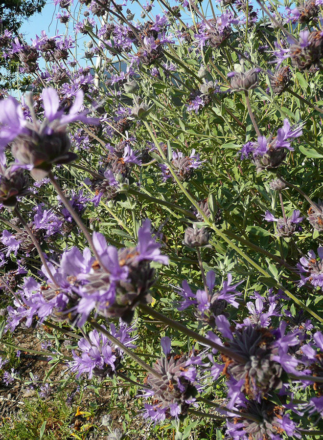 Salvia 'Allen Chickering' - Allen Chickering Sage (Plant)