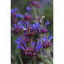 Salvia 'Celestial Blue' - Celestial Blue Sage (Plant)