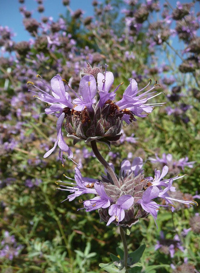 Salvia clevelandii 'Aromas' - Aromas Cleveland Sage (Plant)