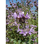 Salvia clevelandii 'Aromas' - Aromas Cleveland Sage (Plant)