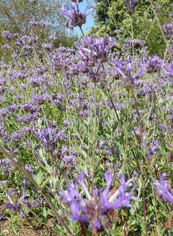 Salvia clevelandii 'Winnifred Gilman' - Winnifred Gilman Cleveland Sage (Plant)