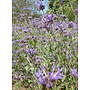 Salvia clevelandii 'Winnifred Gilman' - Winnifred Gilman Cleveland Sage (Plant)