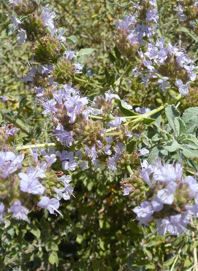 Salvia dorrii hybrid - Great Basin Sage hybrid (Plant)