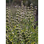 Salvia mellifera - Black Sage (Plant)