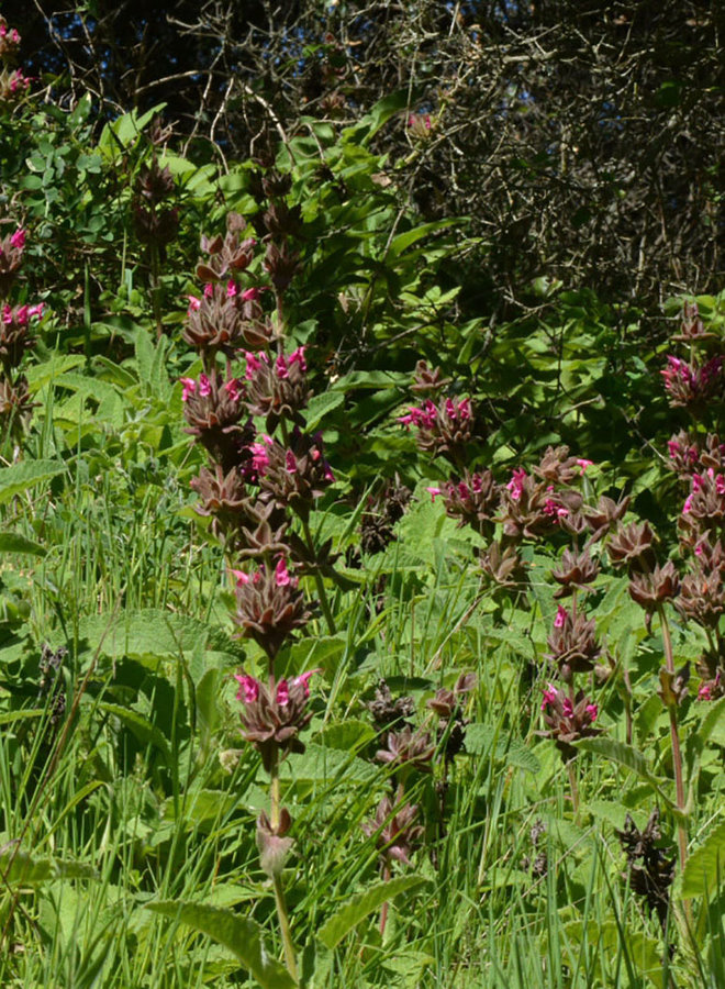 Salvia spathacea Hummingbird Sage (Plant) Theodore