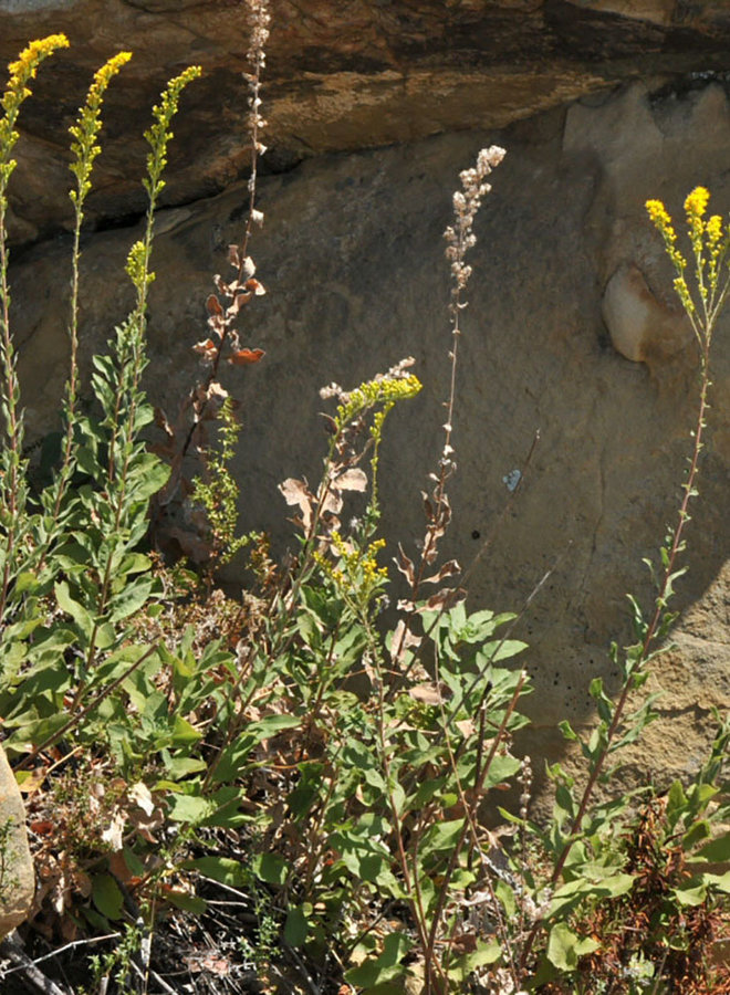 Solidago velutina ssp. californica - Western Goldenrod, California Goldenrod (Plant)