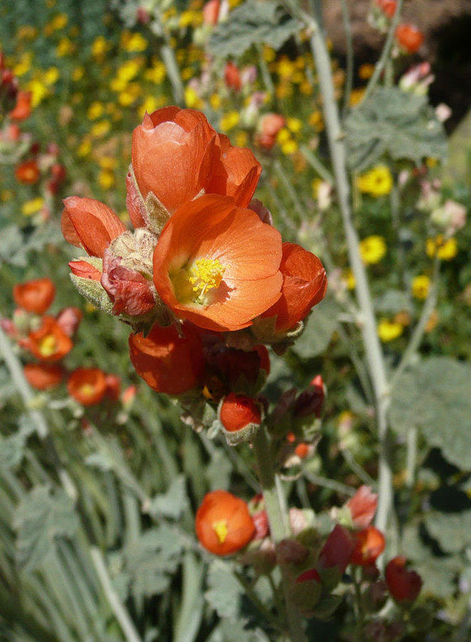 Sphaeralcea ambigua - Apricot Mallow (Plant)