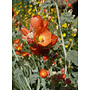 Sphaeralcea ambigua - Apricot Mallow (Plant)