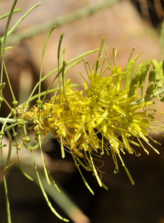 Stanleya pinnata var. pinnata - Desert Prince's Plume (Plant)