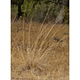 Stipa cernua - Nodding Needlegrass (Plant)