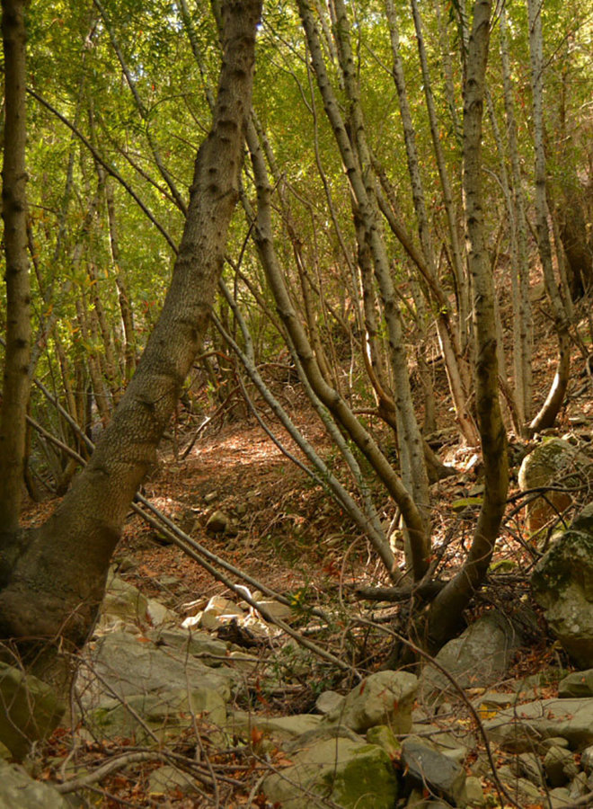 Umbellularia californica - California Bay (Plant)