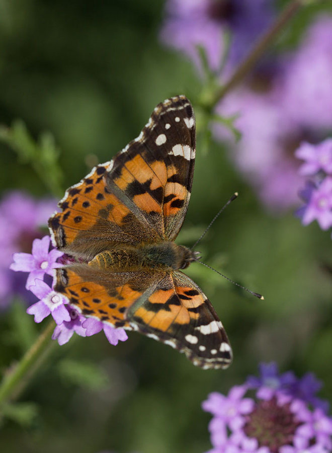 Verbena lilacina 'De la Mina' - De la Mina Lilac Verbena (Plant)