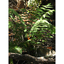 Woodwardia fimbriata - Giant Chain Fern (Plant)