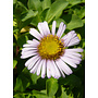 Erigeron glaucus 'Cape Sebastian' - Cape Sebastian Seaside Daisy (Plant)