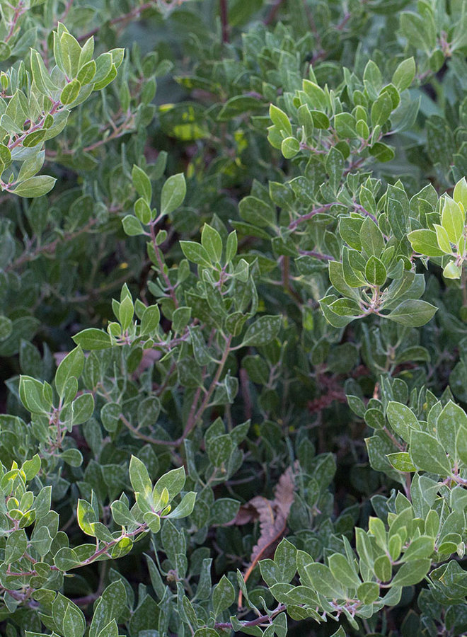 Arctostaphylos franciscana - Franciscan Manzanita (Plant)