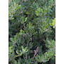 Arctostaphylos franciscana - Franciscan Manzanita (Plant)