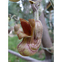 Aristolochia californica - Dutchman's Pipe (Plant)