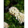 Physocarpus capitatus - Ninebark (Plant)