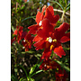 Diplacus puniceus - Red Bush Monkeyflower (Plant)