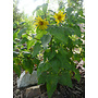 Venegasia carpesioides - Canyon Sunflower (Plant)