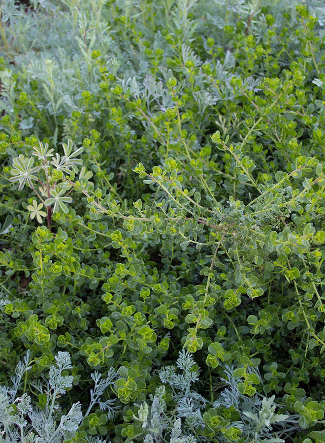 Baccharis pilularis ssp. pilularis 'Pigeon Point' - Pigeon Point Coyote Brush (Plant)