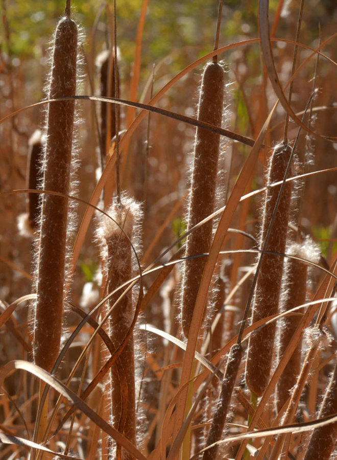 Typha latifolia - Broad-Leaved Cattail (Plant)
