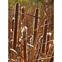 Typha latifolia - Broad-Leaved Cattail (Plant)