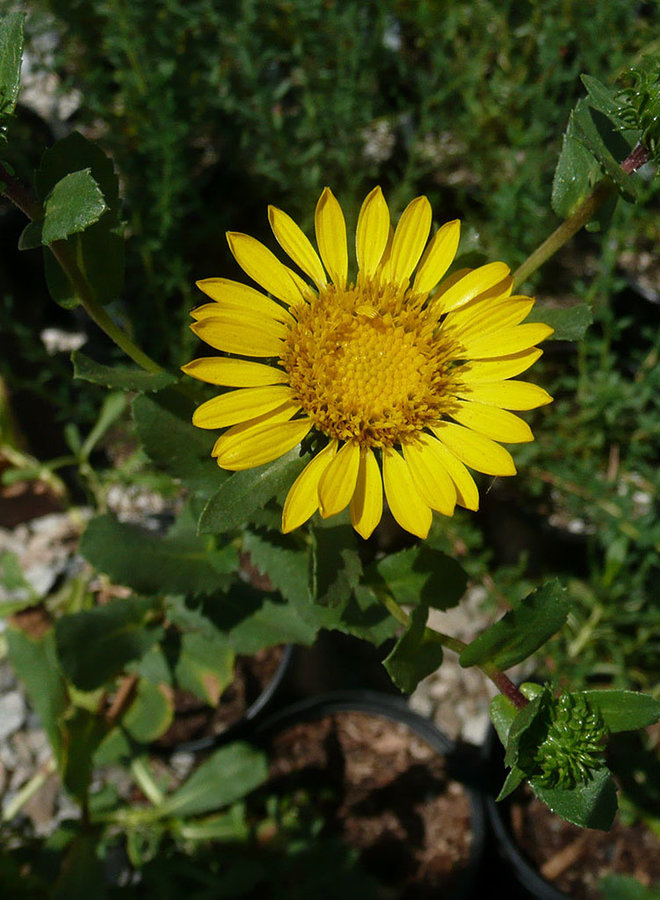 Grindelia stricta var. platyphylla - Pacific Gumplant (Plant)