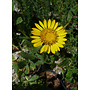 Grindelia stricta var. platyphylla - Pacific Gumplant (Plant)