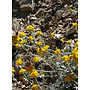 Eriophyllum confertiflorum var. confertiflorum - Golden Yarrow (Plant)