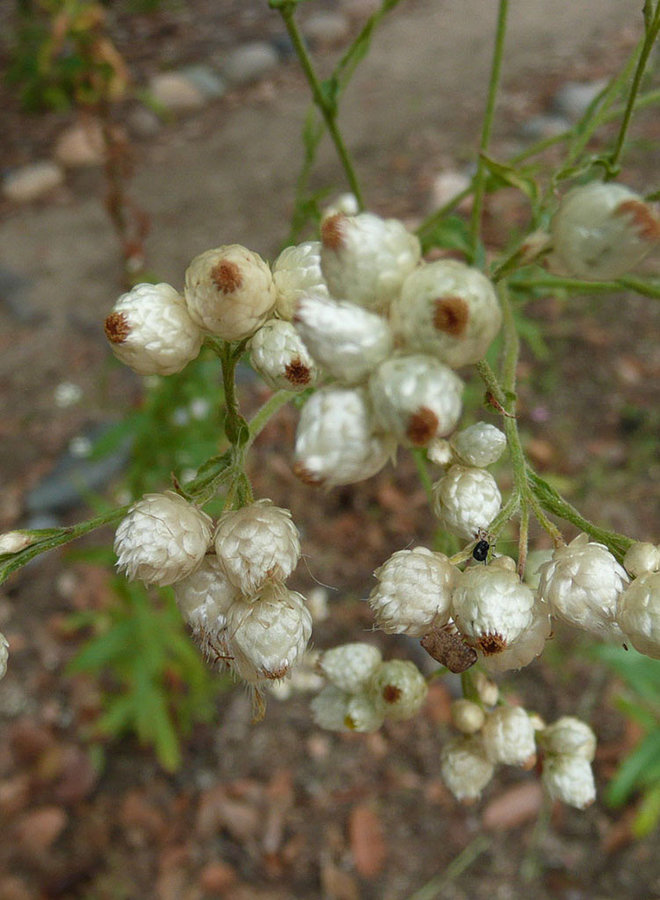 Pseudognaphalium californicum - California Everlasting (Plant)