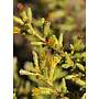 Hazardia squarrosa - Sawtooth Goldenbush (Plant)