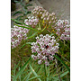 Asclepias fascicularis - Narrow Leaf Milkweed (Plant)