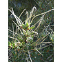 Cercocarpus ledifolius - Curl Leaf Mountain Mahogany (Plant)