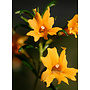 Diplacus 'Jelly Bean Orange' - Jelly Bean Orange Monkeyflower (Plant)