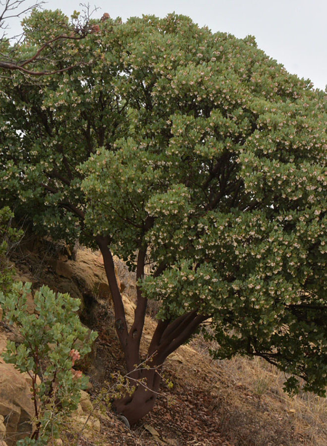Arctostaphylos glauca - Blue Manzanita, Bigberry Manzanita (Plant)