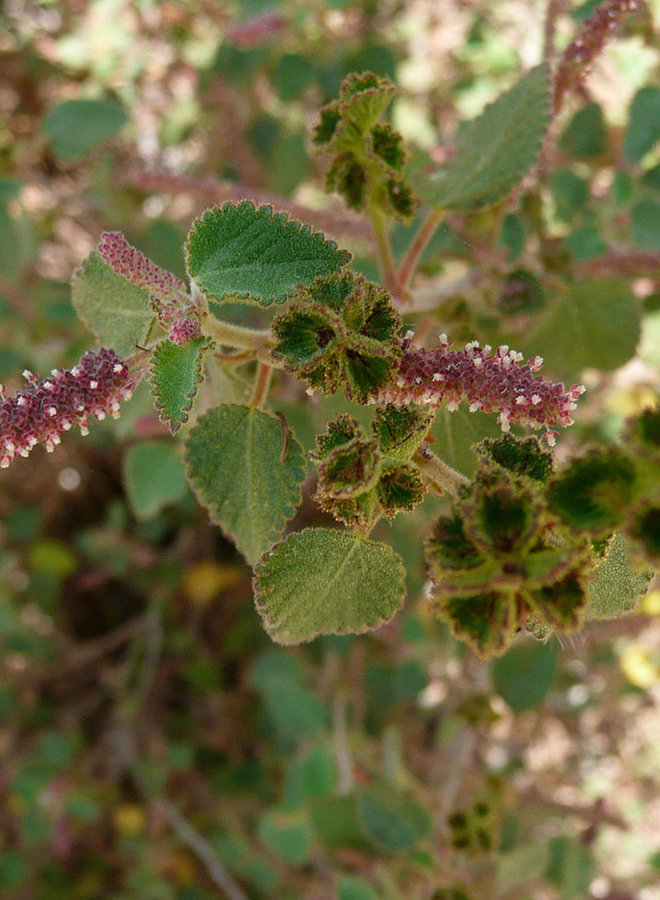 Acalypha californica - California Copperleaf (Plant)