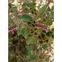 Acalypha californica - California Copperleaf (Plant)