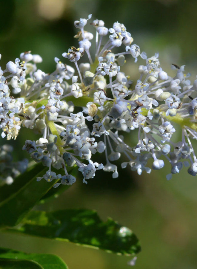 Ceanothus spinosus - Greenbark Ceanothus (Plant)