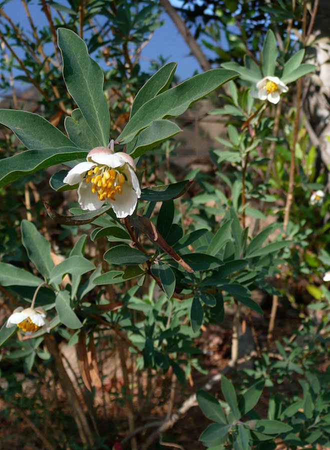 Crossosoma californicum - California Rockflower (Plant)