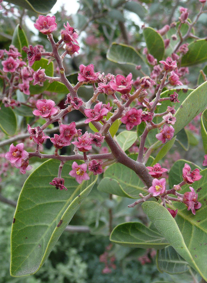 Rhus lentii - Pink-Flowering Sumac (Plant)