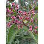 Rhus lentii - Pink-Flowering Sumac (Plant)