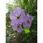 Solanum xanti - Blue Witch, Purple Nightshade (Plant)