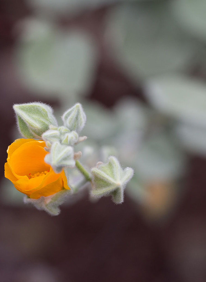 Abutilon palmeri - Palmer's Indian Mallow (Plant)