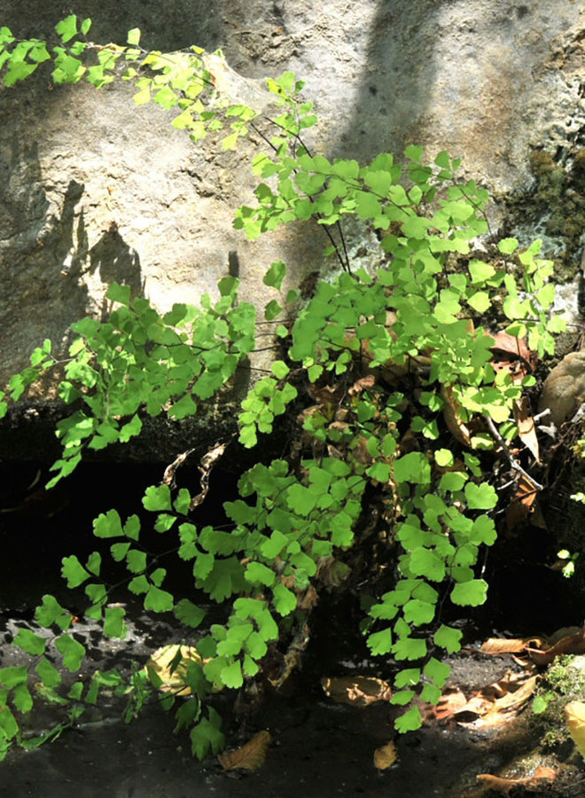 Adiantum capillus-veneris - Southern Maiden-Hair Fern (Plant)