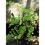 Adiantum capillus-veneris - Southern Maiden-Hair Fern (Plant)