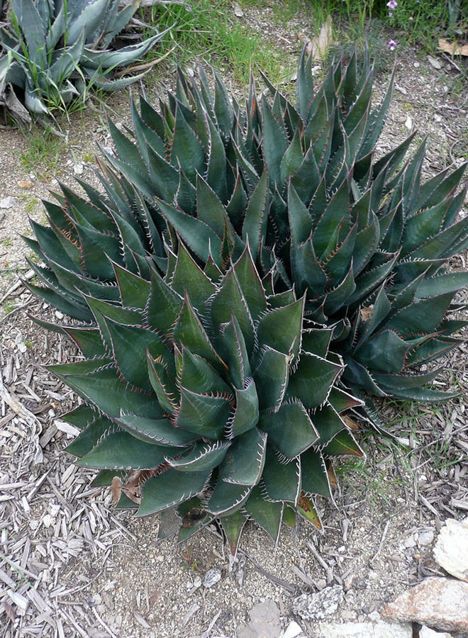 Agave shawii var. shawii - Shaw's Agave (Plant)