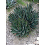 Agave shawii var. shawii - Shaw's Agave (Plant)